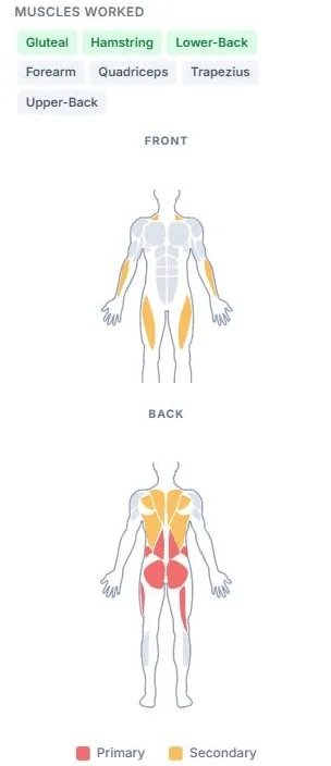 Exercise Library detail view showing muscle tags and a front/back body diagram for Deadlift